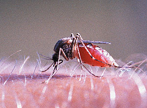 Programa da ESA monitora mosquitos transmissores de doenças; o sistema foi testado em seis países europeus