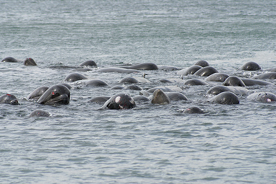 Baleias que se aproximam do litoral da Esccia comearam a ser avistadas desde a tarde de quinta-feira