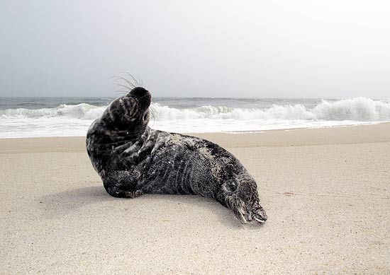 Estudo que envolveu almofadas e a foca Henry sugere que animal é capaz de sentir diferentes espécies de peixe