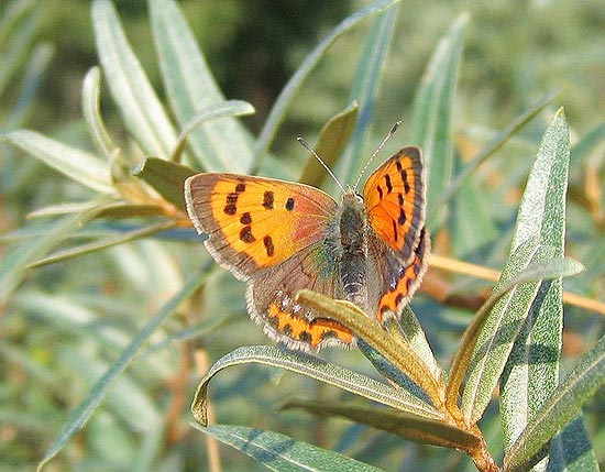 Estudo mostra como fêmeas de borboleta se esquivam da atenção dos machos