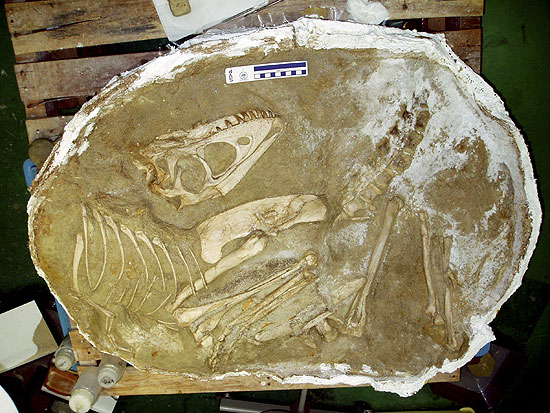 Tiranossauro _Tarbosaurus bataar_, parente próximo do _Tyrannosaurus rex_, devia ter menos de 32 kg em vida