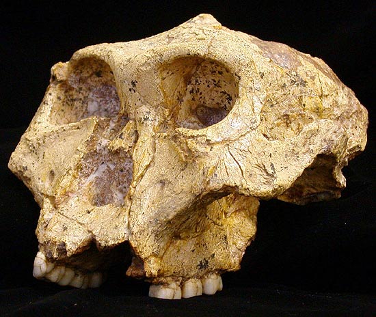 Crânio de um "Paranthropus robustos", conhecido como SK 48, que viveu em Swartkrans, na África do Sul