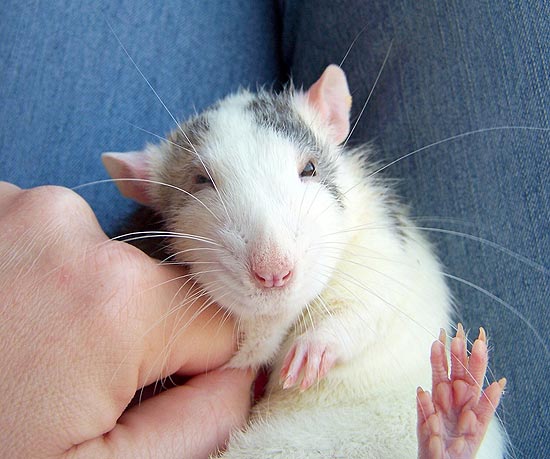 Foto de roedor que recebe afago integra livro lançado no Reino Unido sobre o prazer animal; veja galeria de fotos