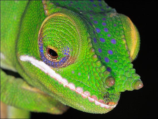 Novas espécies descobertas em Madagáscar, como o do camaleão acima, estão ameaçados; veja mais fotos