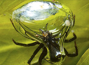 Bolha de ar construída por aranha mergulhadora funciona como 'guelra'