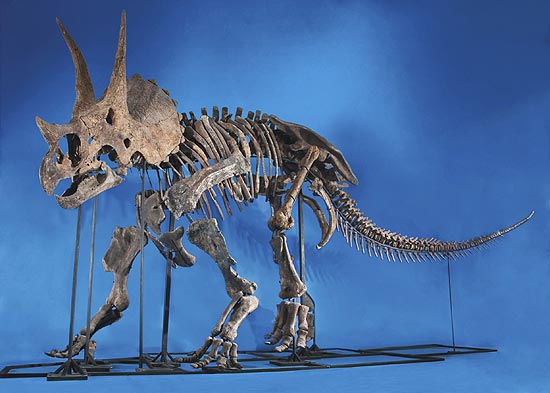 Esqueleto quase completo de um tricerátopo, vendido pela quantia equivalente a R$ 1 milhão