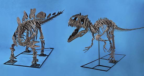Pea com alossauro e estegossauro; especula-se que os dinos travaram uma luta tpica entre presa e predador