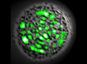Experimento mostra que quando célula é iluminada com uma tênue luz azul, passa a emitir luz laser verde direcionada 