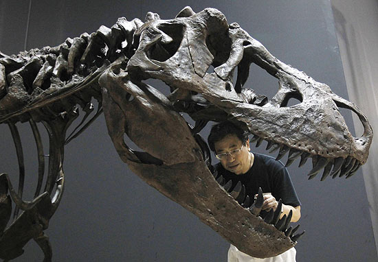 Homem olha boca do fóssil de Tiranossauro rex; mostra sobre dinossauros começa em 2 de julho