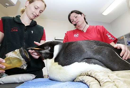 Veterinrios do zoolgico Wellington, na Nova Zelndia, cuidam do pinguim-imperador Happy Feet