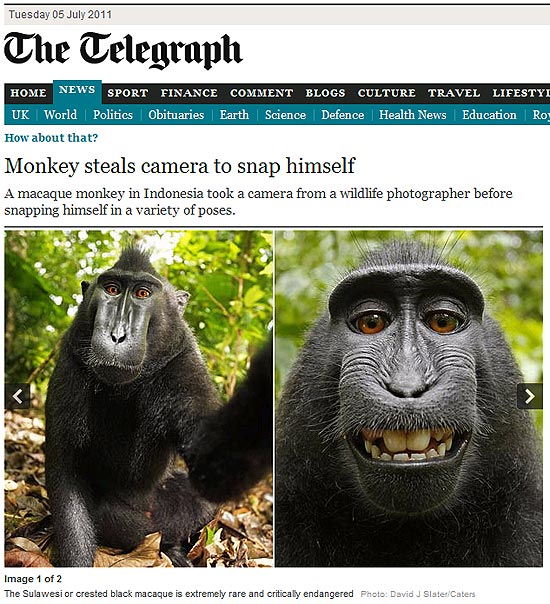 Acima, reprodução de fotos de autoria do fotógrafo David Slater, cuja câmera foi roubada e usada por macaco