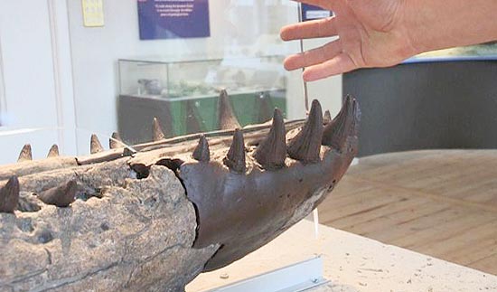 Fóssil do animal foi encontrado em 2009 em Dorset, a sudoeste da Inglaterra, mas foi retirado 18 meses depois