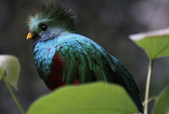 Pássaro quetzal é uma espécie quase extinta que é preservada em parque no México; veja galeria de fotos
