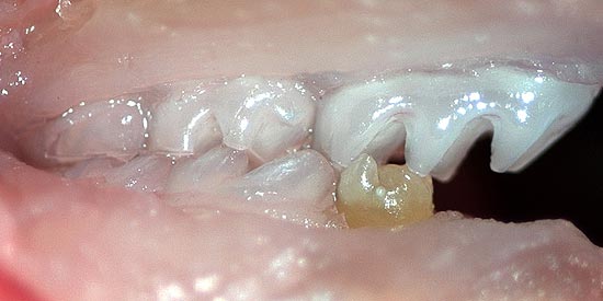 Dente foi criado a partir de células-tronco de camundongo e implantado na mandíbula inferior do animal