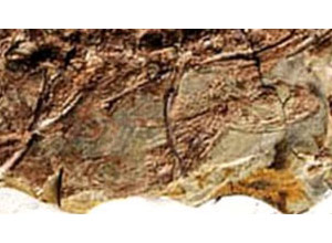 Fóssil de corpo inteiro da primeira fêmea de lagarto grávida encontrada na China (a cabeça está à esquerda, no topo)