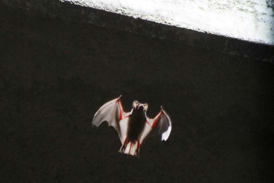 Um dos 1,5 milhão de morcegos que vive debaixo da ponte no Texas; seca afeta alimentação dos animais