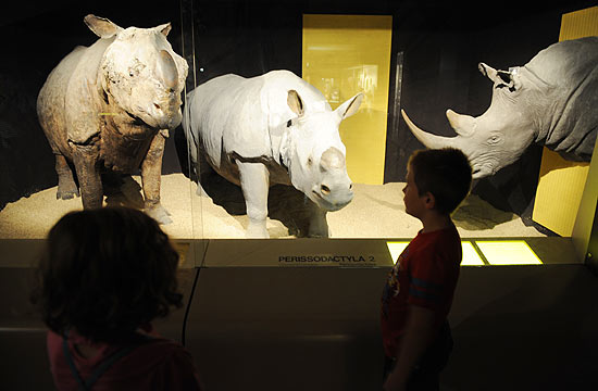 Crianças olham rinocerontes expostos em museu; chifre do animal pode valer até R$ 445 mil no mercado negro