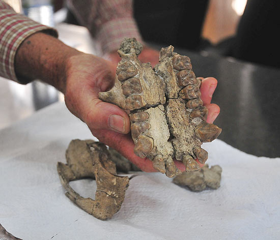 Pesquisador exibe o fóssil de um crânio de macaco da Uganda; peça estava no meio de restos de vulcão