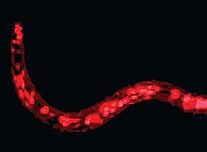 Os vermes têm um milímetro de comprimento, com apenas mil células formando seu corpo transparente
