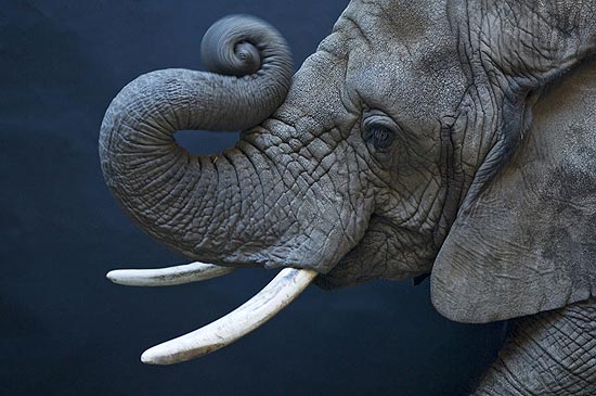 Fotógrafo retratou uma fêmea de um elefante-africano; veja galeria de fotos
