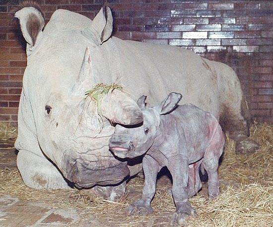 É possível que os 7 rinocerontes-brancos-do-norte enjaulados sejam os últimos da espécie no planeta