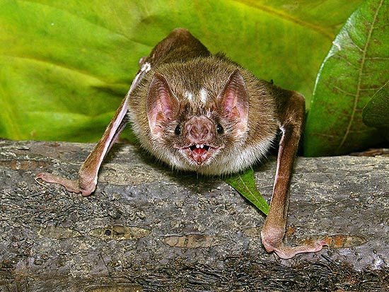 Proteína presente na saliva dos morcegos-vampiros são capazes de dissolver coágulos no cérebro humano 