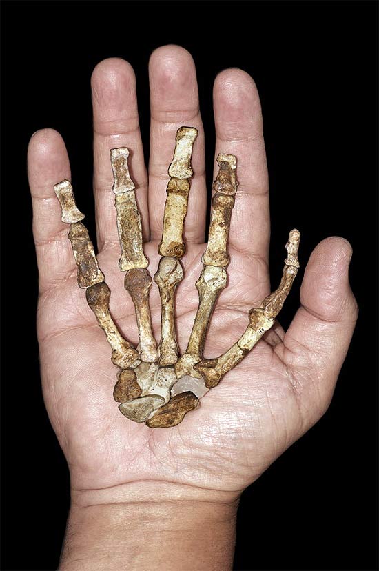 Foto dá uma ideia do tamanho da criatura "Australopithecus sediba" em comparação à de humano da atualidade