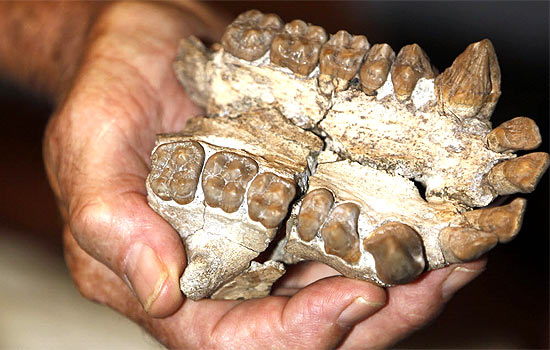 Detalhe de mandíbula do macaco com 20 milhões de anos; ele subia em árvores e era herbívoro