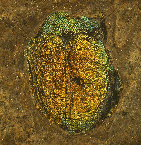 Fóssil de besouro de 47 milhões de anos que perdeu sua coloração original (verde, segundo identificaram os pesquisadores)