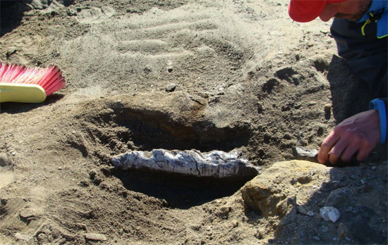 Mandibula do "Arqueoceto Antártico", encontrada por arqueólogos na Antártida