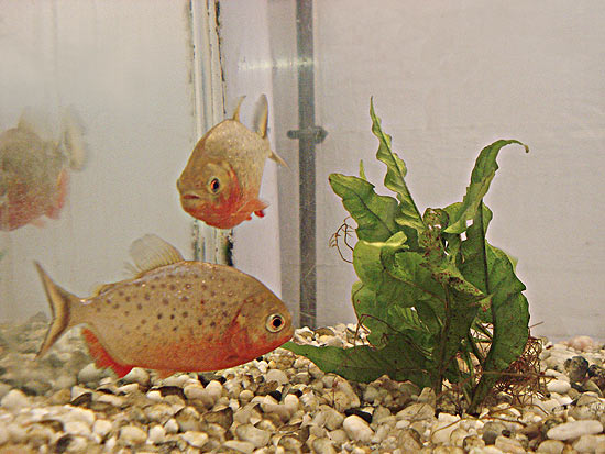 Pesquisa indicou que piranhas emitem uma espécie de grasnado ao abocanhar adversária em luta
