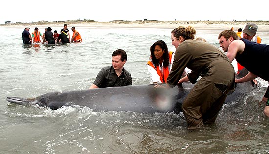 Voluntários tentam manter baleias vivas até que a maré suba; ao fundo, a outra sobrevivente