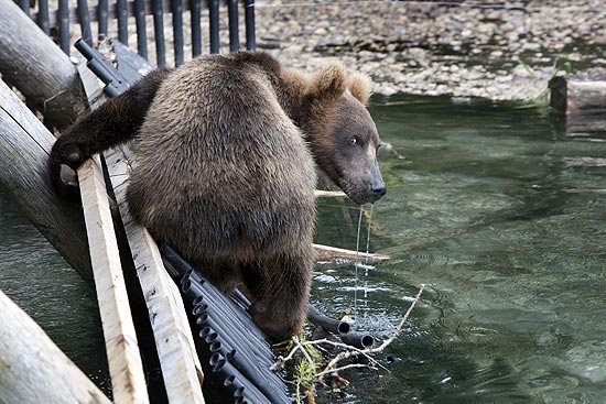 Fotógrafo russo faz imagens de ursos selvagens a poucos metros de distância; veja galeria de fotos