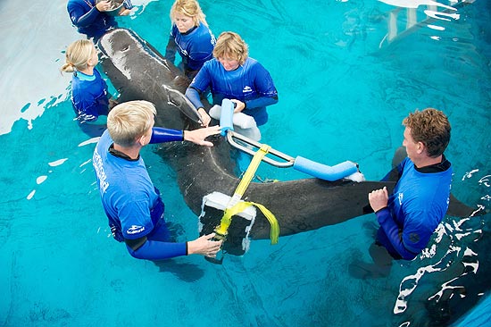 A escoliose impede a baleia-piloto de nadar normalmente; a prótese é usada durante sessões de terapia