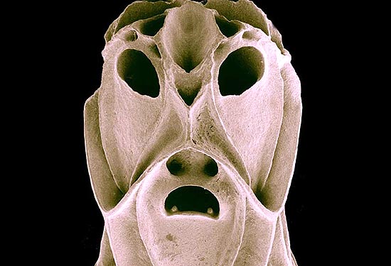 Foto microscópica de um esqueleto de um briozoário, que vive em colônias e em recifes; veja galeria de fotos