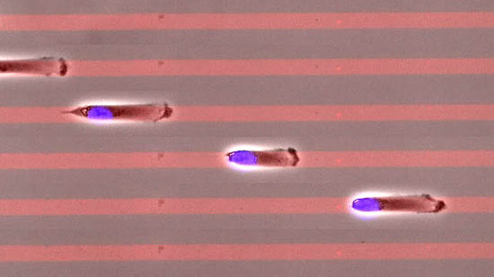 Experimento mostrou que as mais velozes são as células-mãe, em estado primitivo, e as células cancerosas 