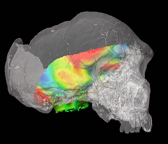Imagem em 3D de uma das análises que estimaram o tamanho das regiões do cérebro