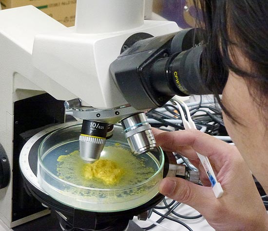 Cientista observa micetozoário em microscópio; o ser unicelular escolhe as melhores rotas para obter comida