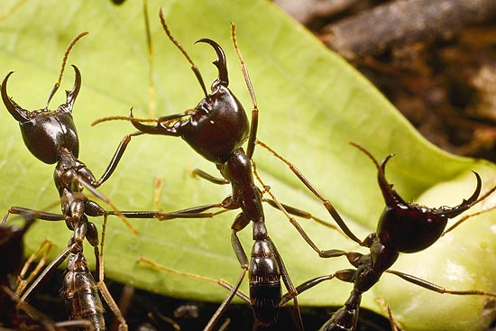 Formiga-correio "Dorylus nigricans" em posio de alerta; insetos adotam estratgia de guerra agressiva