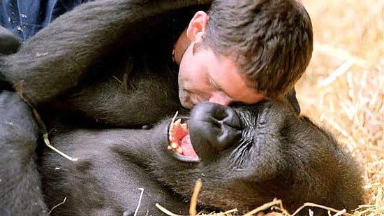Cientista faz gorila rir para estudar evolução da gargalhada entre os primatas; assista ao vídeo 