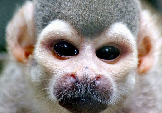 Macacos que vivem entre espécies semelhantes têm feição mais simples; veja galeria de fotos