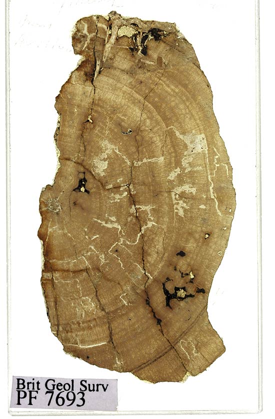 Fóssil de uma árvore de 150 milhões de anos recolhida por Charles Darwin no século 19