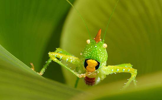 Gafanhoto "Copiphora longicauda" encontrado em expedição na floresta amazônica no Suriname, veja fotos