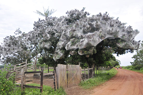 Árvores cobertas por teias de aranhas na cidade de Iranduba, com 40 mil habitantes, às margens do rio Solimões