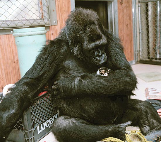 A gorila Koko nasceu com seu gatinho de estimação All Ball em seus braços; veja galeria de fotos