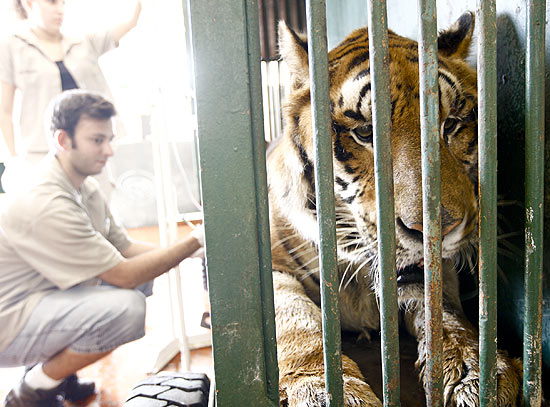 Estagiário faz exame de rotina em tigre no Zoológico de São Paulo para identificação de doenças