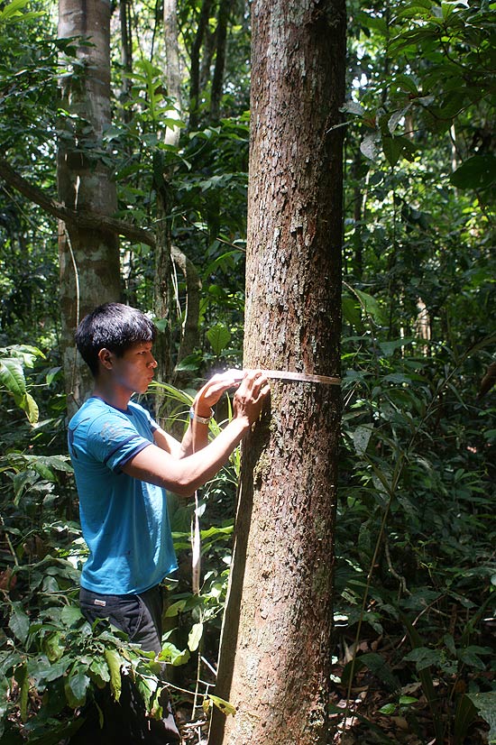 Índio suruí­ mede tronco para fazer inventário do estoque de carbono na terra indígena Sete de Setembro, em Rondônia