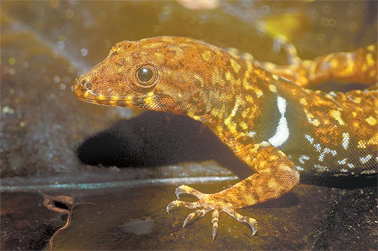 O lagarto "Gonatodes nascimentoi", uma das 130 espécies descobertas pelo Museu Paraense Emílio Goeldi