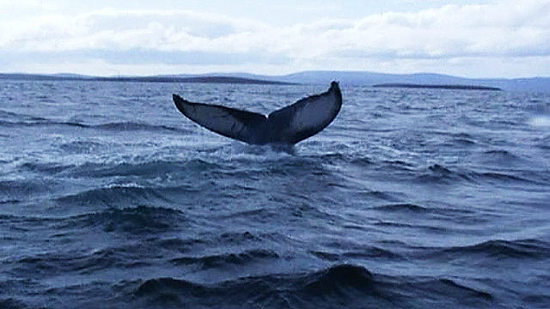 Baleia jubarte ficou presa em cordas de rede e foi liberada por capital de barco turístico no norte da Escócia