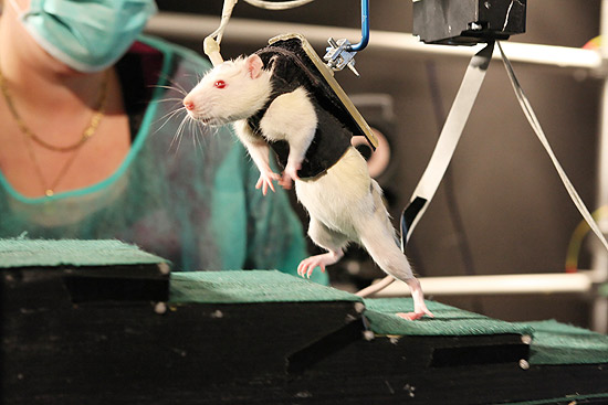 Ratos com lesões na coluna vertebral voltam a caminhar em experimento